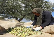 حوافز تونسية لإنقاذ صادرات زيت الزيتون حوافز تونسية لإنقاذ صادرات زيت الزيتون