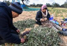 الرسوم الجمركية تكبح صادرات تونس الزراعية إلى الأسواق الأميركية الرسوم الجمركية تكبح صادرات تونس الزراعية إلى الأسواق الأميركية