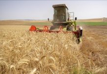 حصاد الحبوب.. وفرة تبشر بتقليل الاستيراد وخفض أسعار اللحوم حصاد الحبوب.. وفرة تبشر بتقليل الاستيراد وخفض أسعار اللحوم