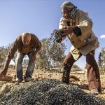 أرض الزيتون بتونس.. صفاقس تجني محصولها وتفاؤل بموسم وفير أرض الزيتون بتونس.. صفاقس تجني محصولها وتفاؤل بموسم وفير