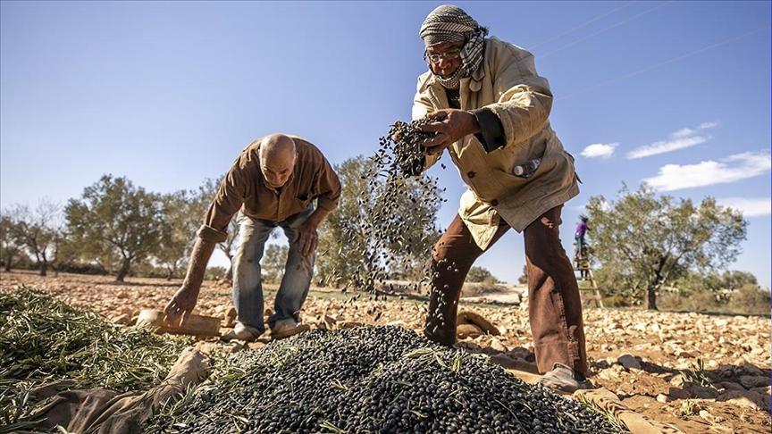 أرض الزيتون بتونس.. صفاقس تجني محصولها وتفاؤل بموسم وفير