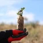 بتشجير تطوعي.. عمليات تجميل لغابات تونسية شوهتها الحرائق بتشجير تطوعي.. عمليات تجميل لغابات تونسية شوهتها الحرائق