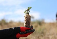 بتشجير تطوعي.. عمليات تجميل لغابات تونسية شوهتها الحرائق بتشجير تطوعي.. عمليات تجميل لغابات تونسية شوهتها الحرائق