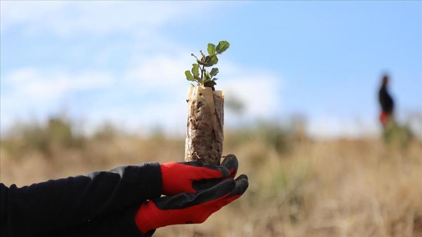 بتشجير تطوعي.. عمليات تجميل لغابات تونسية شوهتها الحرائق بتشجير تطوعي.. عمليات تجميل لغابات تونسية شوهتها الحرائق
