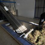 نفايات “المرجين”.. الإشكالية البيئية الخطيرة لموسم الزيتون نفايات "المرجين".. الإشكالية البيئية الخطيرة لموسم الزيتون