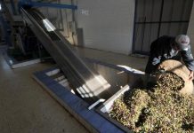 نفايات “المرجين”.. الإشكالية البيئية الخطيرة لموسم الزيتون نفايات "المرجين".. الإشكالية البيئية الخطيرة لموسم الزيتون