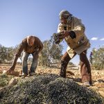 بعد حصاد وفير.. تونس تتخطى إيطاليا في إنتاج زيت الزيتون بعد حصاد وفير.. تونس تتخطى إيطاليا في إنتاج زيت الزيتون