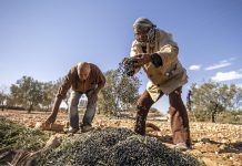 بعد حصاد وفير.. تونس تتخطى إيطاليا في إنتاج زيت الزيتون بعد حصاد وفير.. تونس تتخطى إيطاليا في إنتاج زيت الزيتون