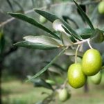 قابس: تقدم موسم جني الزيتون بنسبة 56 بالمائة قابس: تقدم موسم جني الزيتون بنسبة 56 بالمائة