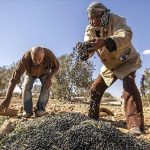 زيتون الوسلاتي.. كنز تونسي يعود لمهده بعد غياب قرنين ونصف زيتون الوسلاتي.. كنز تونسي يعود لمهده بعد غياب قرنين ونصف