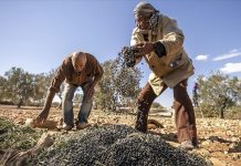 زيتون الوسلاتي.. كنز تونسي يعود لمهده بعد غياب قرنين ونصف زيتون الوسلاتي.. كنز تونسي يعود لمهده بعد غياب قرنين ونصف