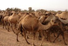 مخاوف من تفشي أمراض معدية بين الإبل بدوز مخاوف من تفشي أمراض معدية بين الإبل بدوز