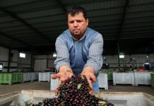 إنقاذ موسم الزيتون.. دعوة عاجلة لرئيس الجمهورية إنقاذ موسم الزيتون.. دعوة عاجلة لرئيس الجمهورية