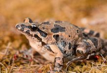 ضفدع تونس الملون.. الفندق الأكثر ازدحاما في الصحراء ضفدع تونس الملون.. الفندق الأكثر ازدحاما في الصحراء