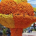 مهرجان “القوارص”.. احتفاء بالهوية الفلاحية ودعم للمنتوج المحلي مهرجان "القوارص".. احتفاء بالهوية الفلاحية ودعم للمنتوج المحلي