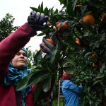 الحرب على إيران تختبر متانة الاقتصاد التونسي الحرب على إيران تختبر متانة الاقتصاد التونسي
