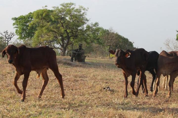 Locals, Aswa ranch officials in land row Locals, Aswa ranch officials in land row