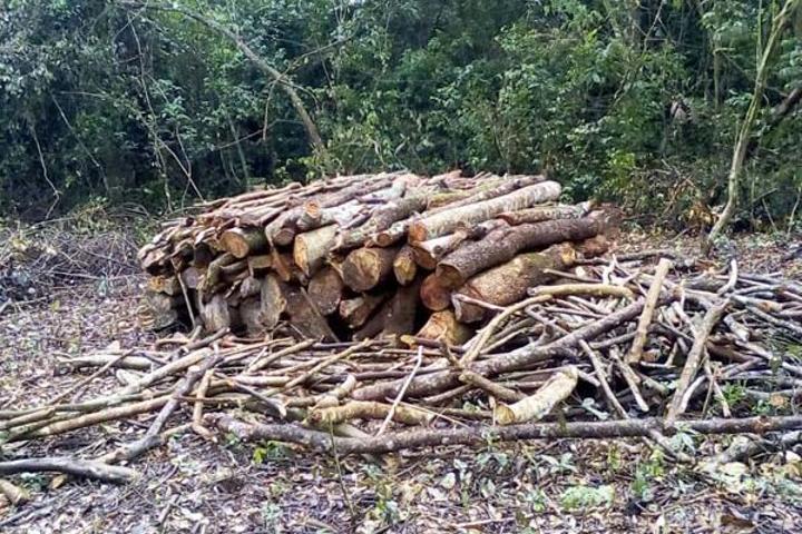 Nema should attach ecosystem valuation on Bugoma forest Nema should attach ecosystem valuation on Bugoma forest