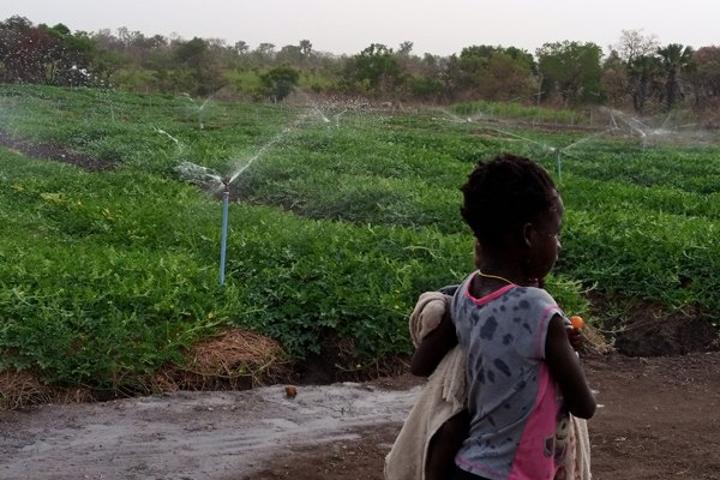 Northern Uganda farmers reap big from irrigation Northern Uganda farmers reap big from irrigation