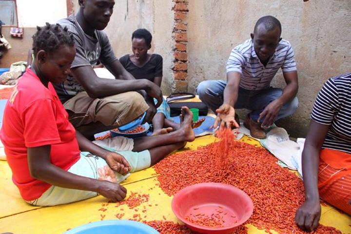 Mulangira reaping spicy returns from chilli Mulangira reaping spicy returns from chilli