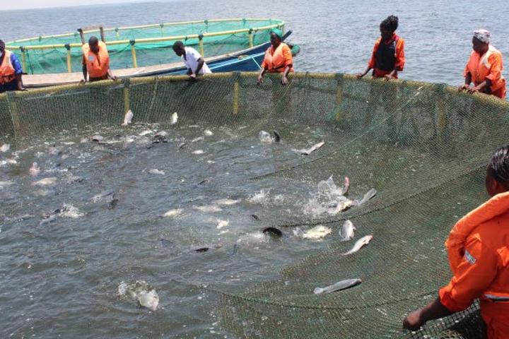 Bugiri women benefit from Shs2.6b fish farming project Bugiri women benefit from Shs2.6b fish farming project