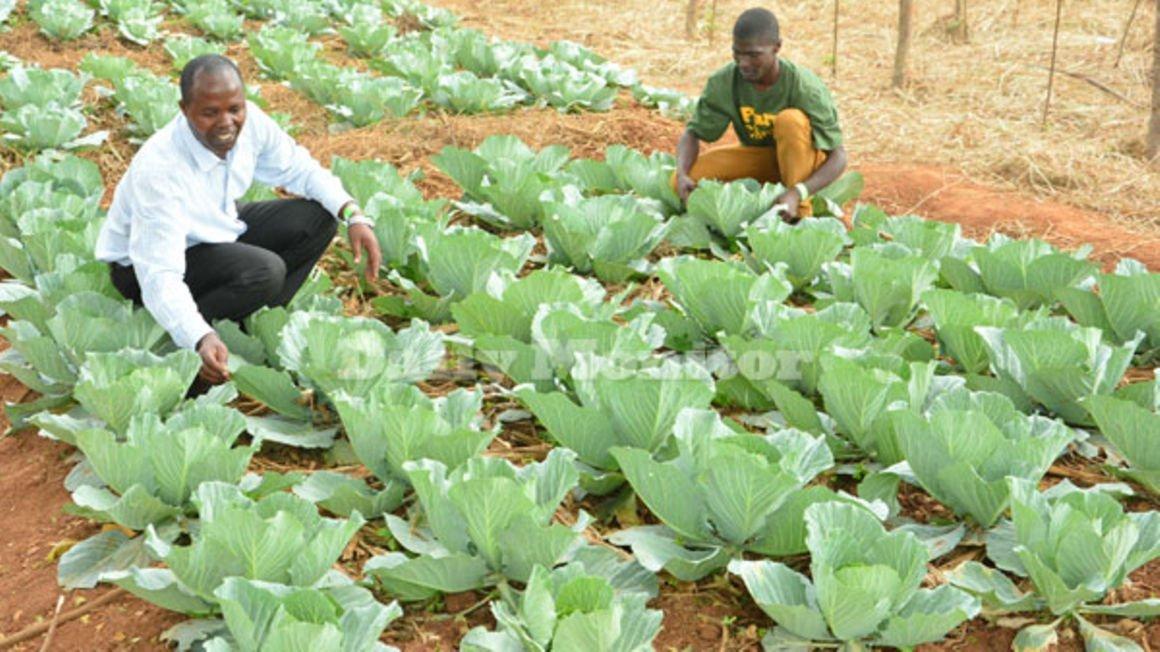 Farmers decry low prices of vegetables Farmers decry low prices of vegetables