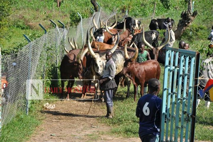 Farmers cry foul as FMD cripples animal business Farmers cry foul as FMD cripples animal business