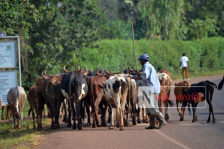How Covid has hampered national livestock census How Covid has hampered national livestock census