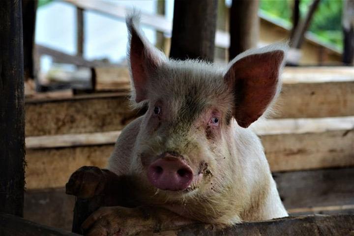 Shock as pig feasts on one-month-old baby in Rakai Shock as pig feasts on one-month-old baby in Rakai