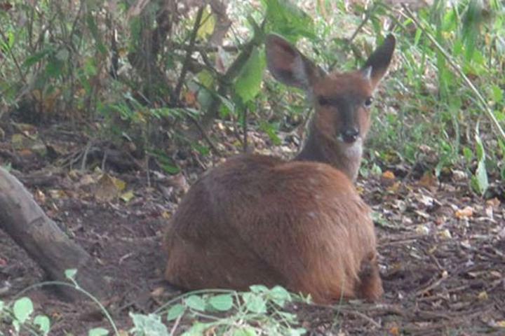 Uganda jails 2 poachers over killing of bushbuck Uganda jails 2 poachers over killing of bushbuck