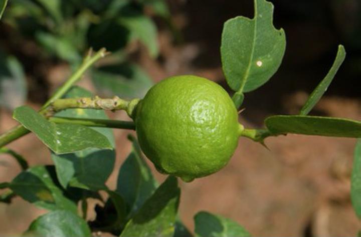 Immature lemons flood Gulu markets as demand rises Immature lemons flood Gulu markets as demand rises