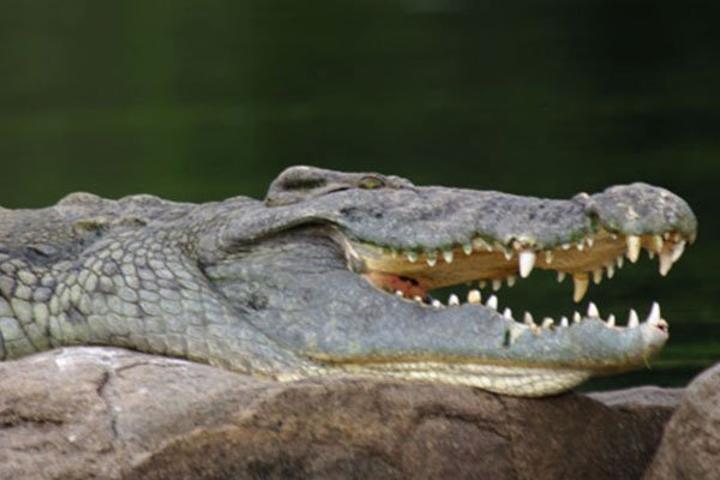 Crocodile kills 14-year-old boy in Kaberamaido Crocodile kills 14-year-old boy in Kaberamaido