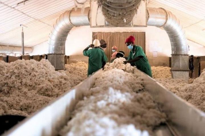 Less than 10% of Uganda’s cotton is consumed locally Less than 10% of Uganda’s cotton is consumed locally