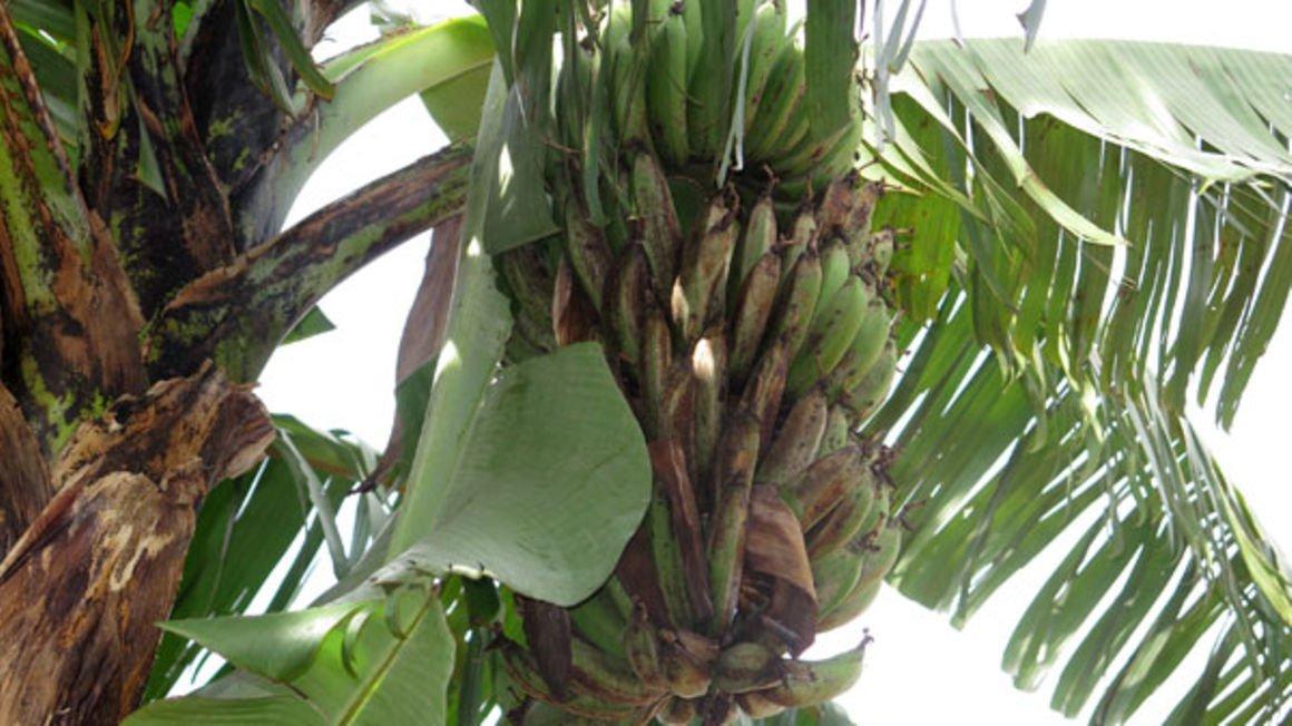 Kabale banana farmers battle bacterial wilt again Kabale banana farmers battle bacterial wilt again