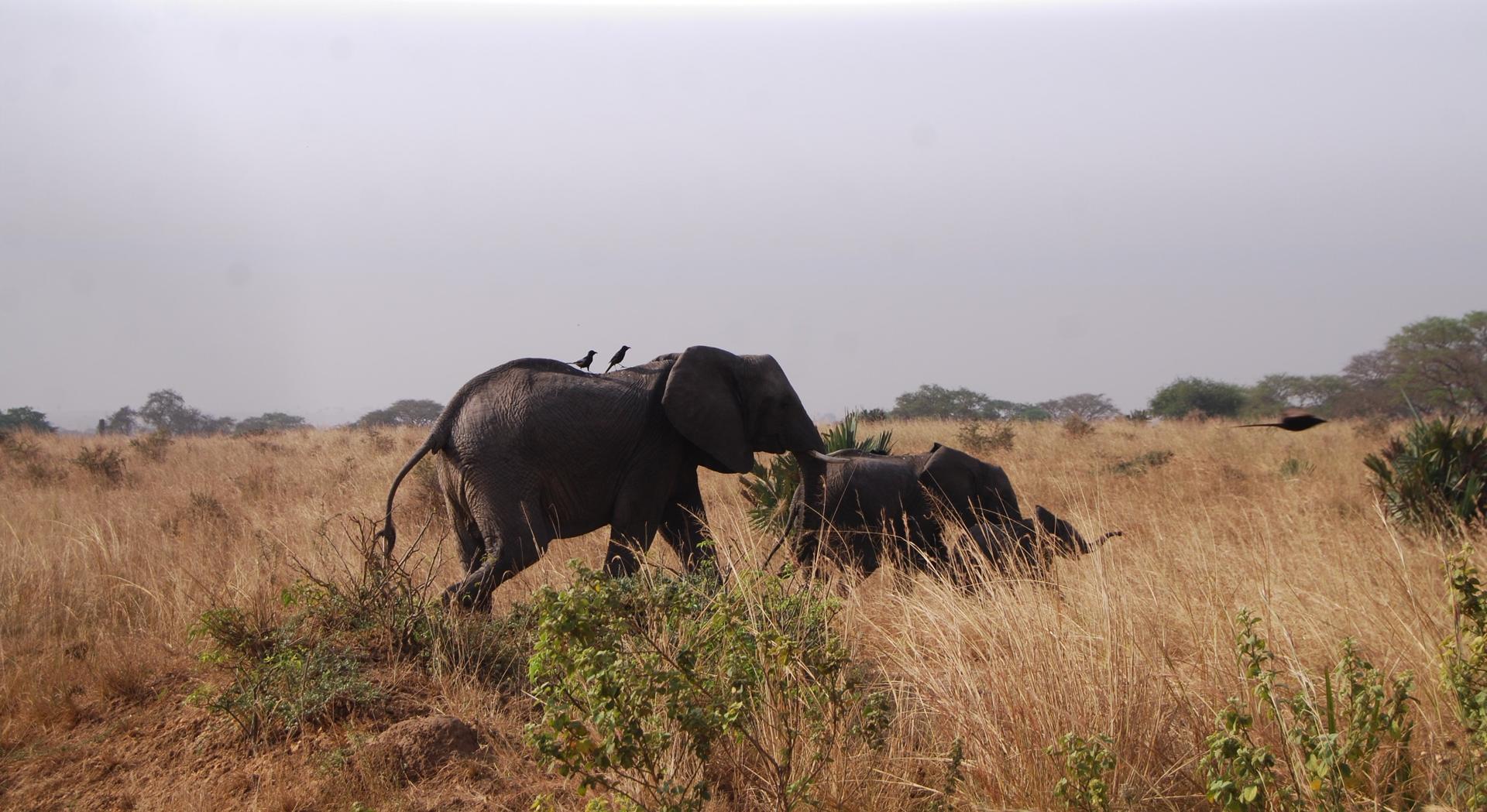 Elephants destroy acres of crops at Orom prison farm Elephants destroy acres of crops at Orom prison farm