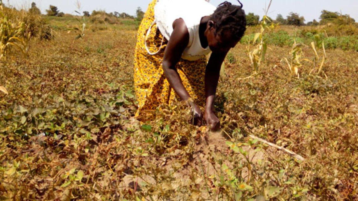 Food prices shoot up in Teso over prolonged drought Food prices shoot up in Teso over prolonged drought