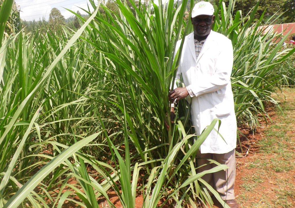 How To Plant Napier Grass For Your Livestock Uganda