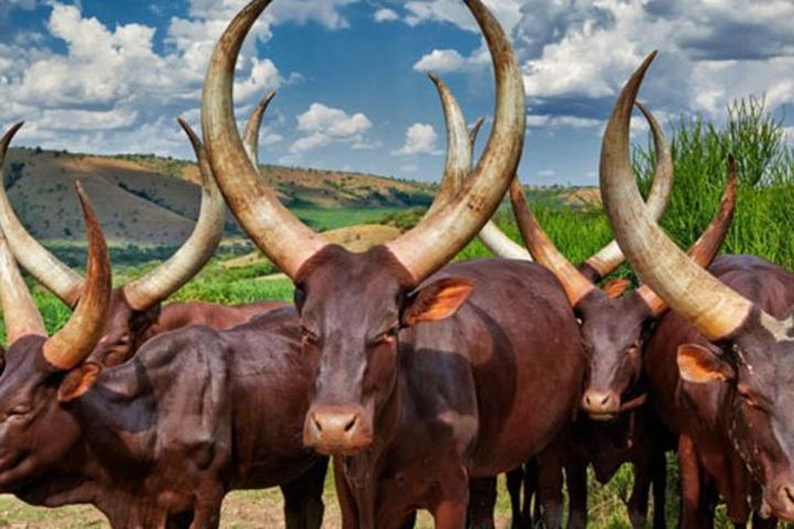 Rakai cattle farmers cross to Tanzania over drought Rakai cattle farmers cross to Tanzania over drought