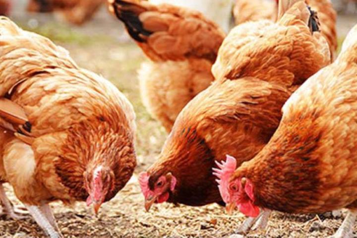 Thugs steal 33 chicken from Gulu University lab Thugs steal 33 chicken from Gulu University lab