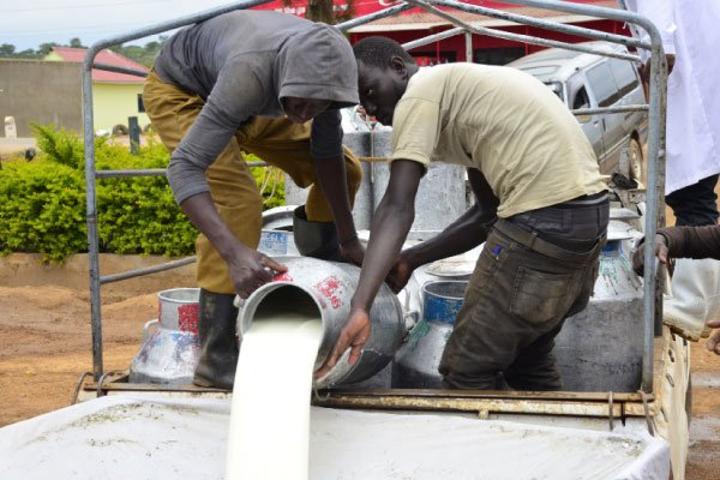 Dairy farmers turn to solar to reduce costs Dairy farmers turn to solar to reduce costs