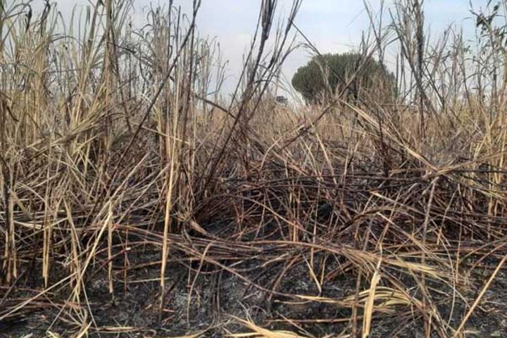 Alleged land grabbers torch ex-minister’s sugarcane plantation Alleged land grabbers torch ex-minister’s sugarcane plantation