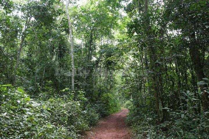 Uganda risks losing all forest cover by 2040 - NFA Uganda risks losing all forest cover by 2040 - NFA
