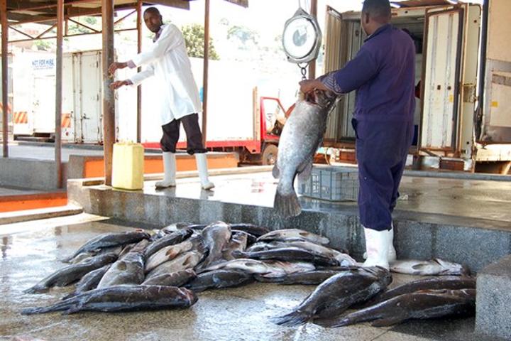 Fish exports falling again - BoU Fish exports falling again - BoU