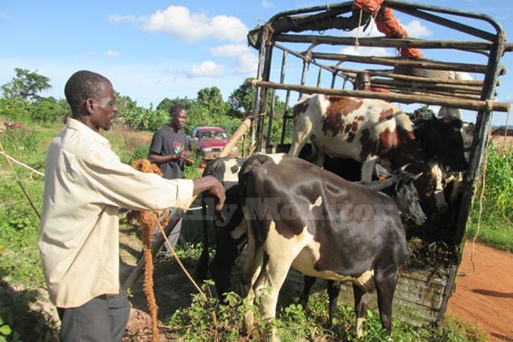 Govt probes Shs10b ghost cattle holding grounds Govt probes Shs10b ghost cattle holding grounds