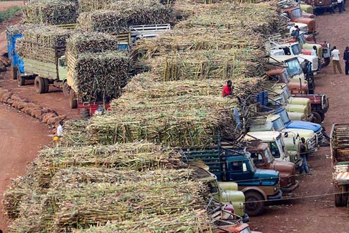 Prices of sugarcane have fallen by 80 per cent in last four years Prices of sugarcane have fallen by 80 per cent in last four years