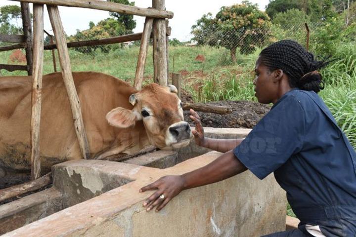 Small or big, you can make your dairy unit a model farm Small or big, you can make your dairy unit a model farm