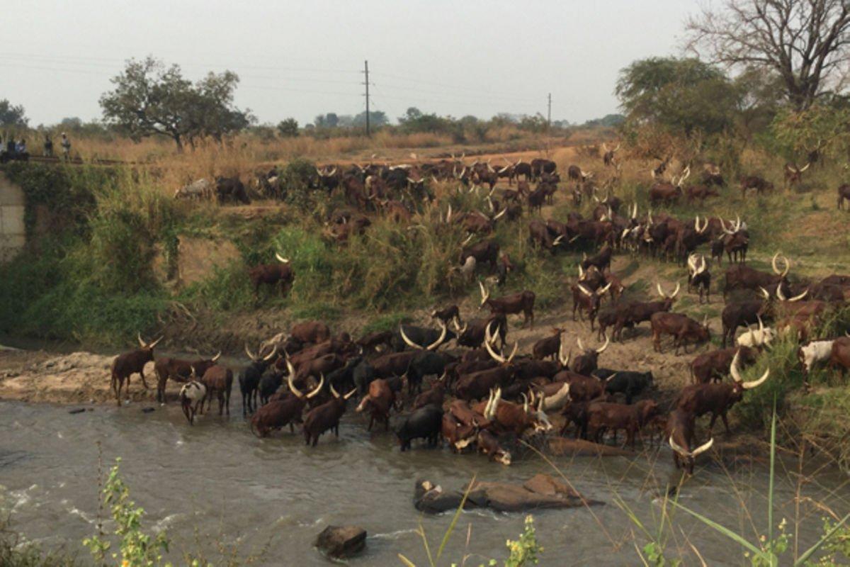 Museveni again orders Balaalo out of north Museveni again orders Balaalo out of north