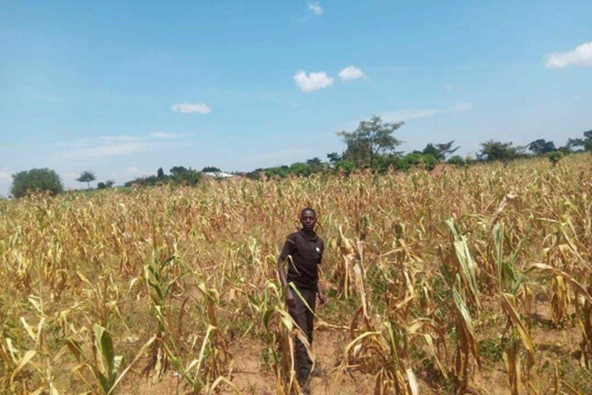 Nakasongola stares at famine over dry spell - Uganda