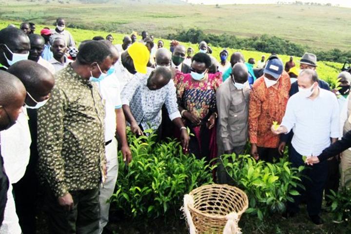 New factory to boost tea farming in Zombo - Uganda