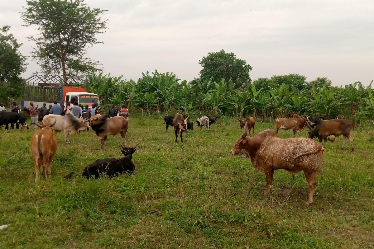Livestock traders stuck after ban on animal movement Livestock traders stuck after ban on animal movement